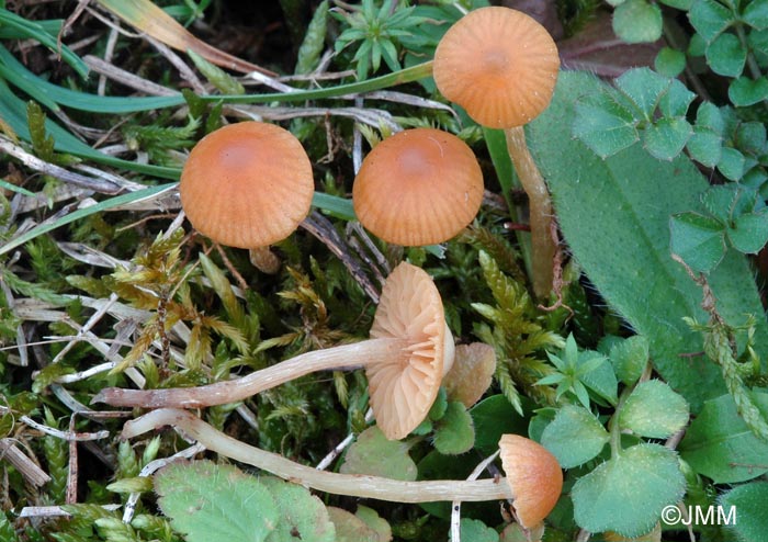 Galerina graminea = Galerina laevis