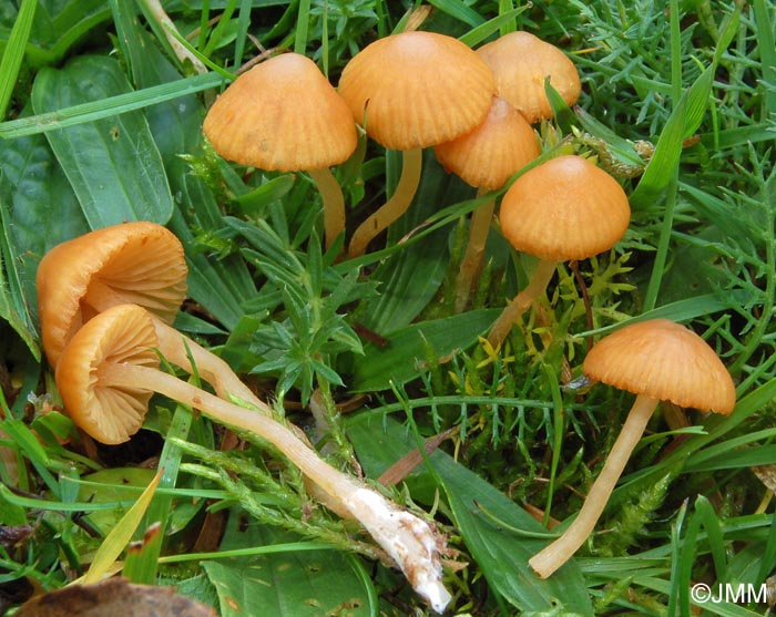 Galerina graminea = Galerina laevis