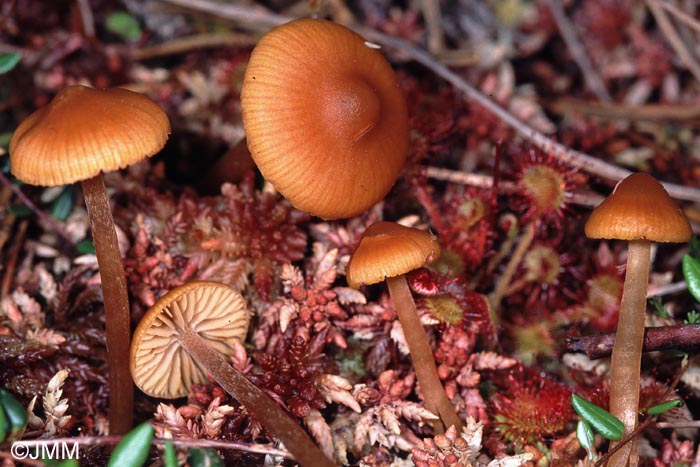 Galerina hybrida