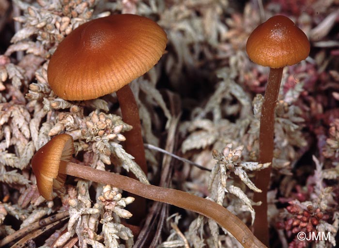 Galerina hybrida