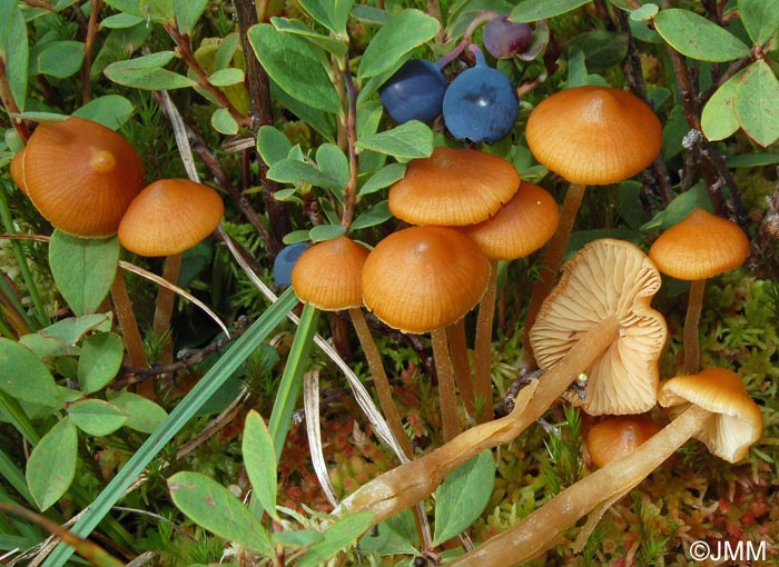 Galerina hybrida