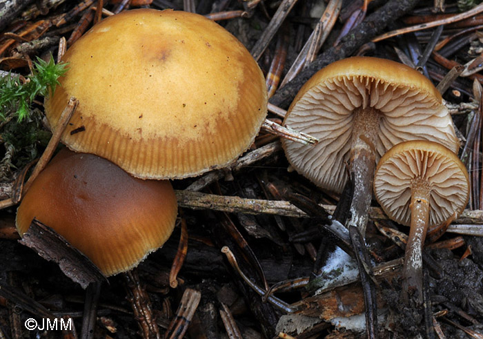 Galerina marginata