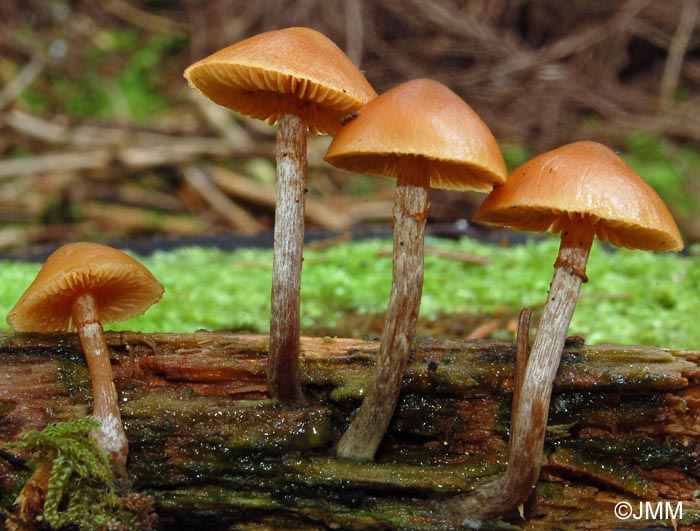 Galerina marginata