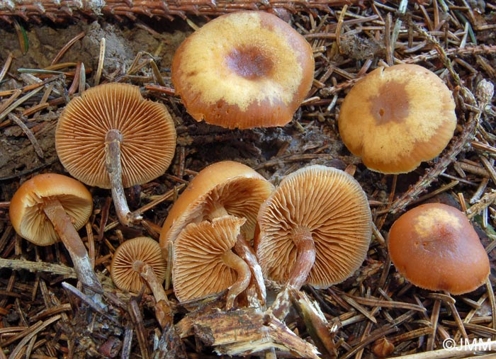 Galerina marginata