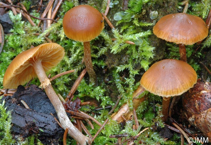 Galerina marginata