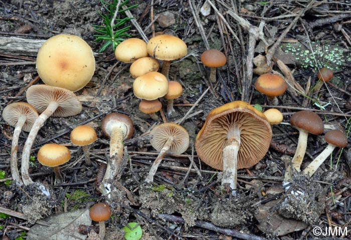 Galerina marginata