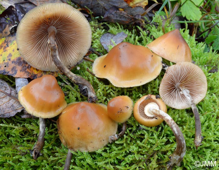 Galerina marginata