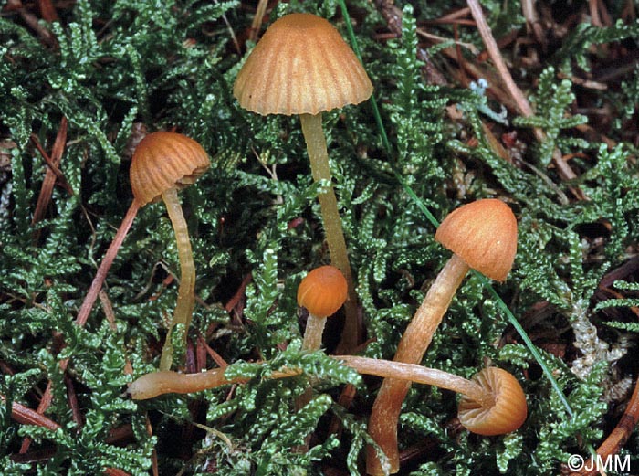 Galerina mniophila