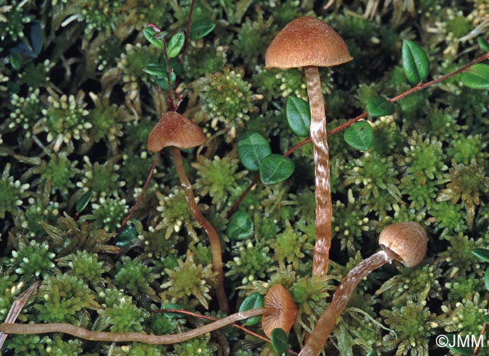 Galerina paludosa