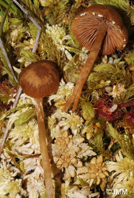 Galerina paludosa