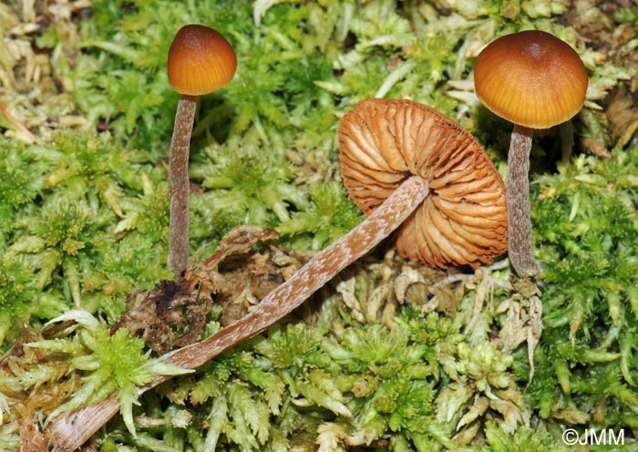 Galerina paludosa