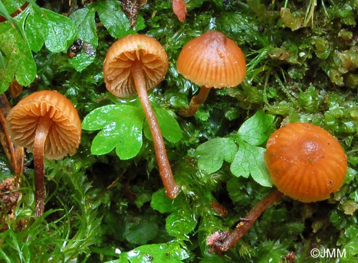 Galerina pseudobadipes = Galerina camerina