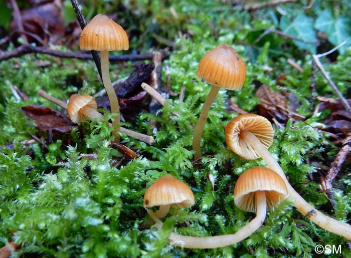 Galerina pseudocamerina = Galera camerina