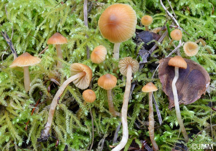 Galerina pseudocamerina = Galera camerina