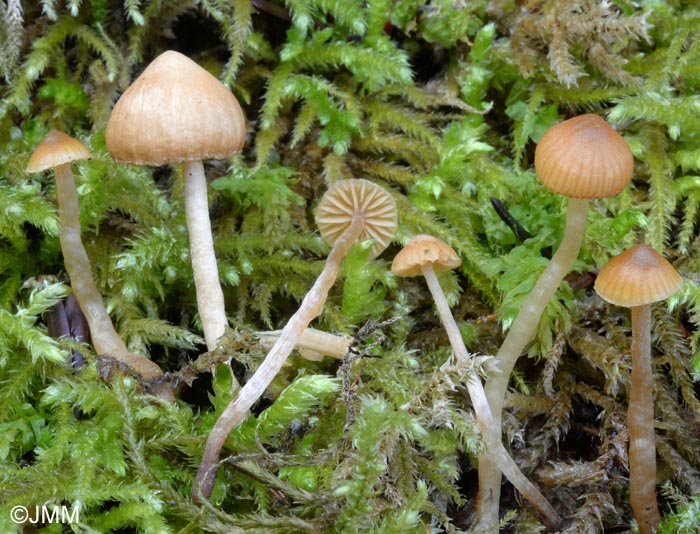 Galerina pseudocamerina = Galera camerina