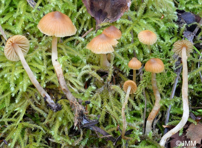 Galerina pseudocamerina = Galera camerina