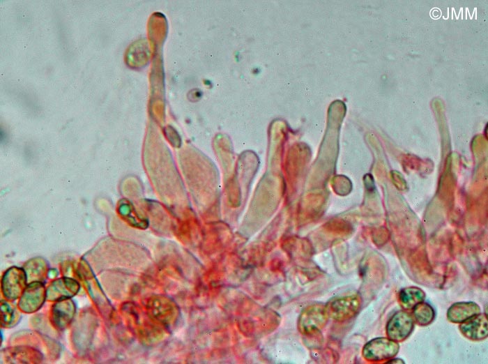 Galerina pseudocamerina : spores et cheilocystides