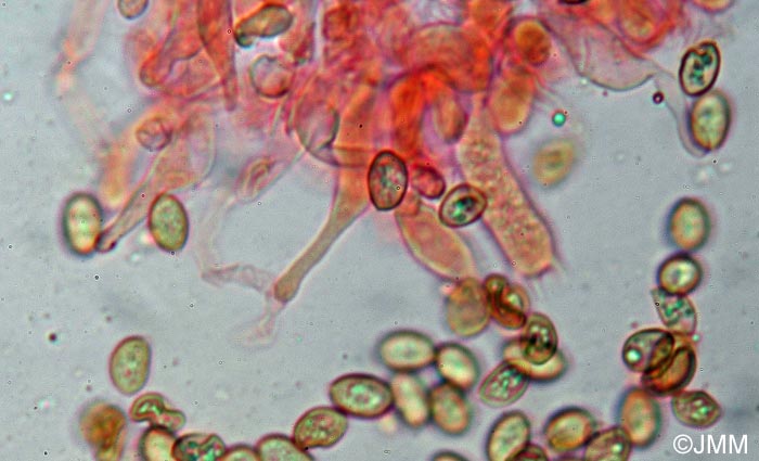 Galerina pseudocamerina : basides, spores et cheilocystides