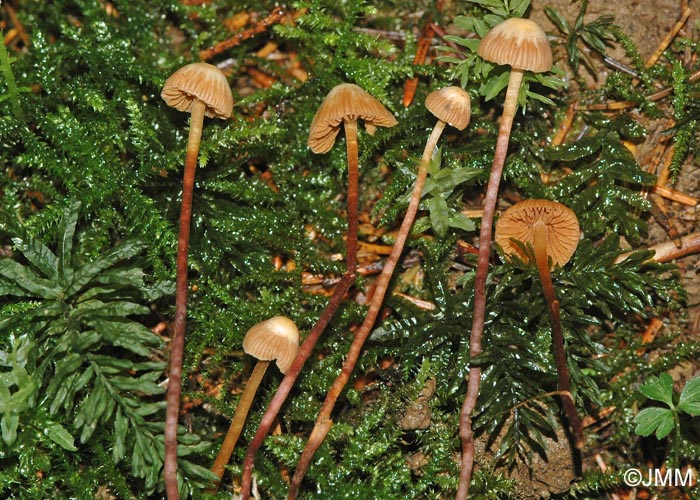 Galerina rubiginosa