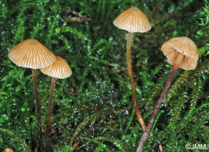 Galerina rubiginosa