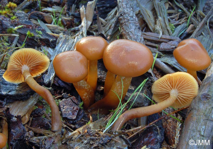 Galerina sideroides