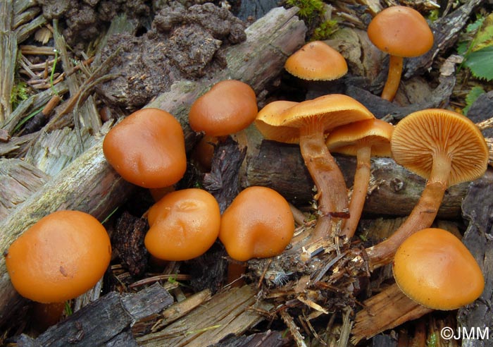 Galerina sideroides