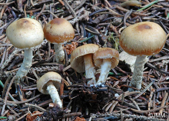 Galerina stylifera var. velosa