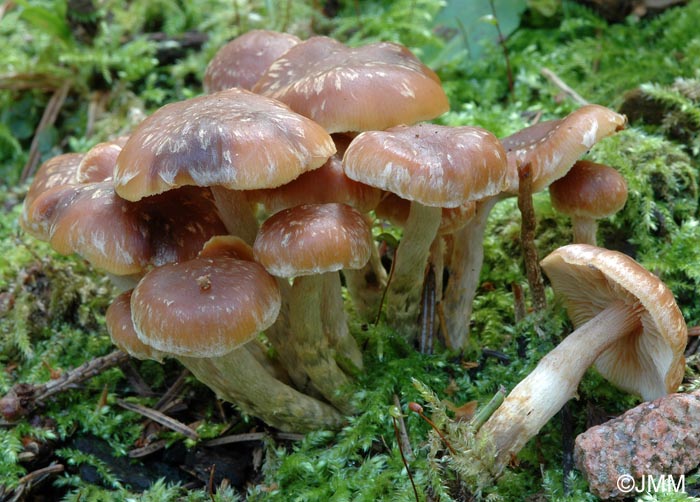 Galerina stylifera var. velosa