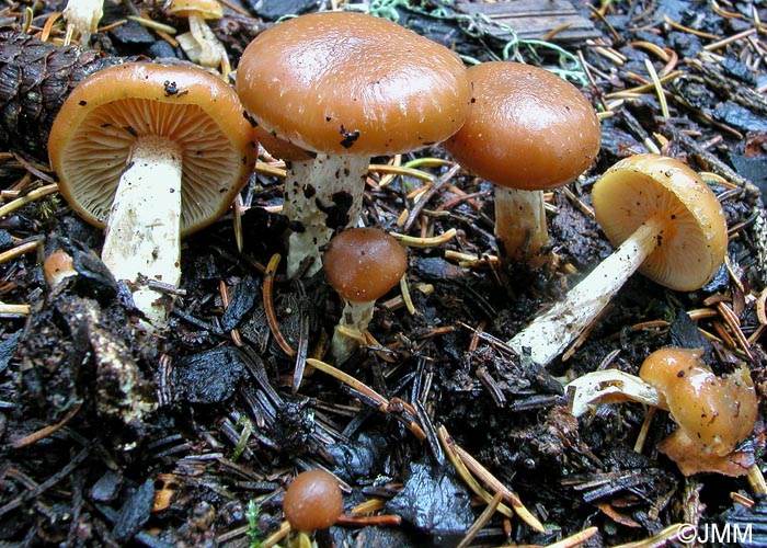 Galerina stylifera var. velosa