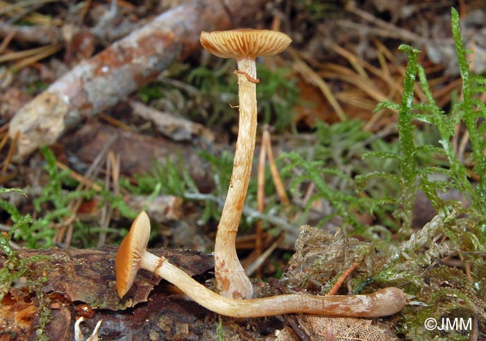 Galerina uncialis