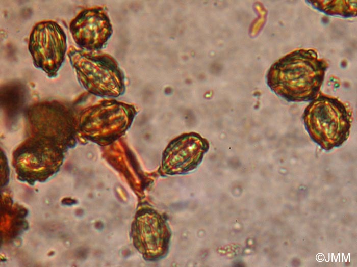 Gautiera morchellaeformis : spores