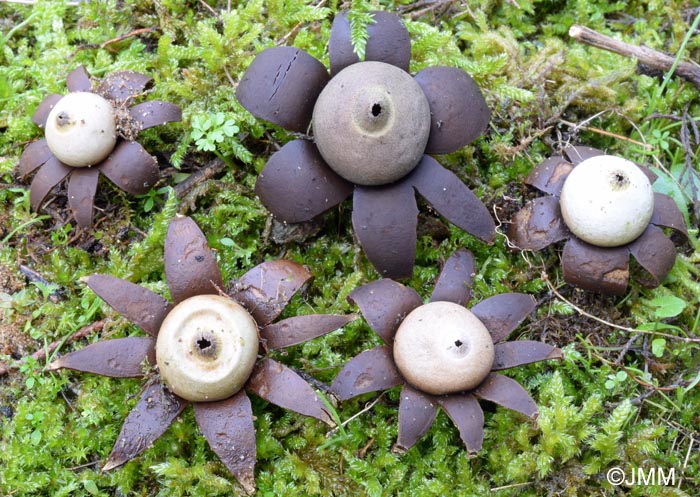 Geastrum corollinum