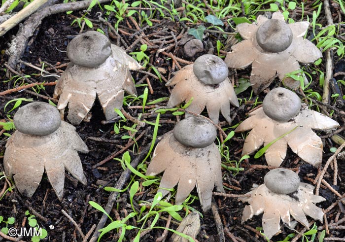 Geastrum coronatum