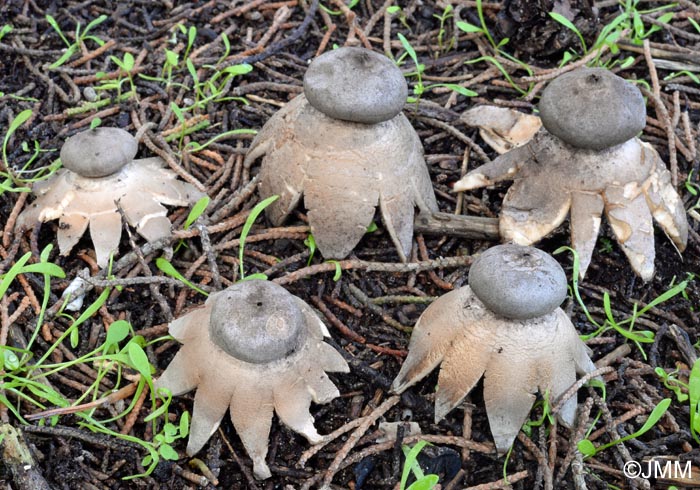 Geastrum coronatum