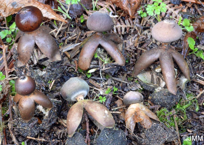 Geastrum fornicatum