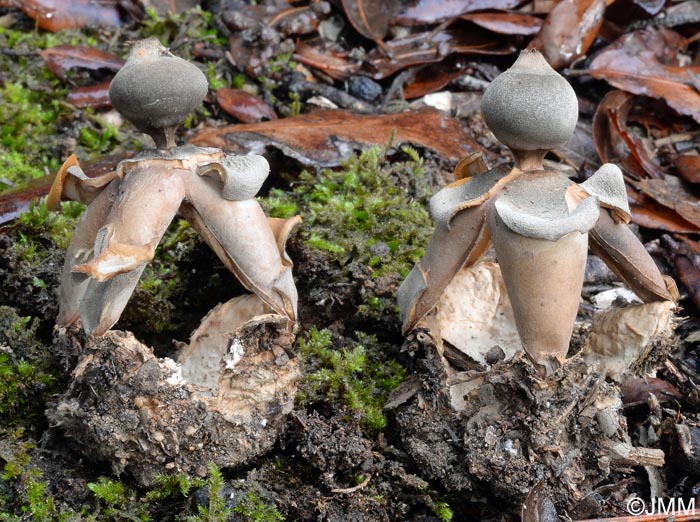 Geastrum fornicatum