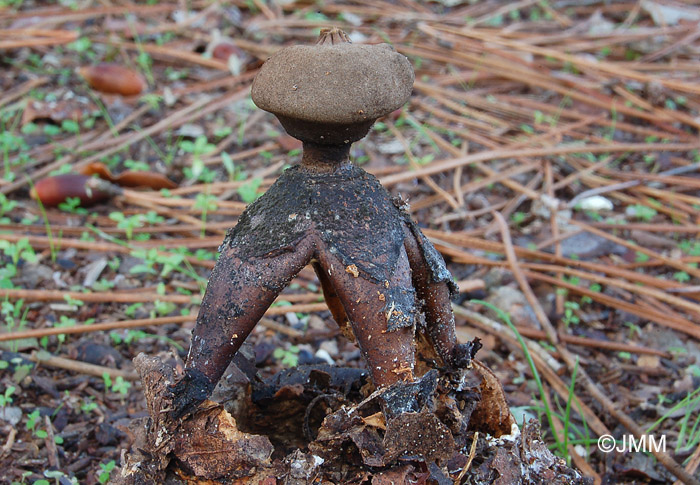 Geastrum fornicatum