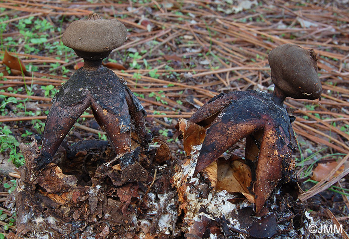 Geastrum fornicatum