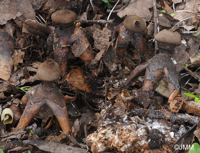 Geastrum fornicatum