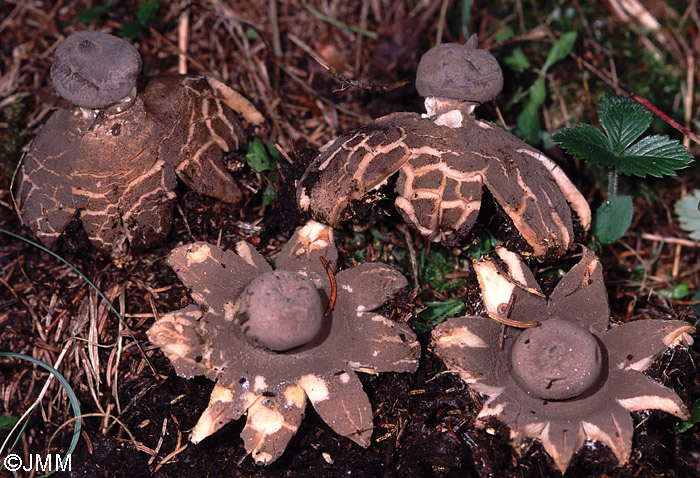 Geastrum pectinatum