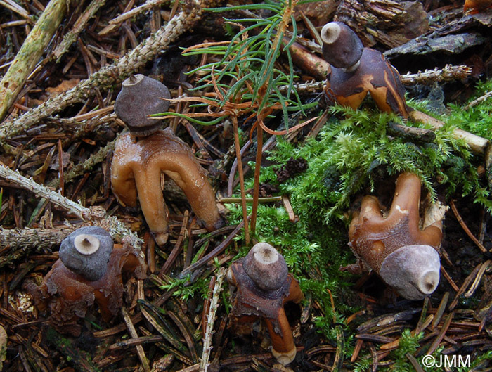 Geastrum quadrifidum