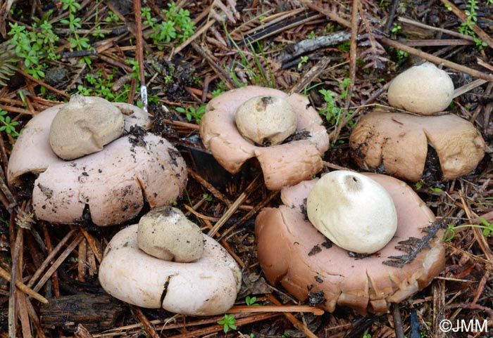 Geastrum rufescens