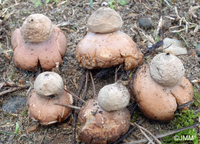 Geastrum rufescens