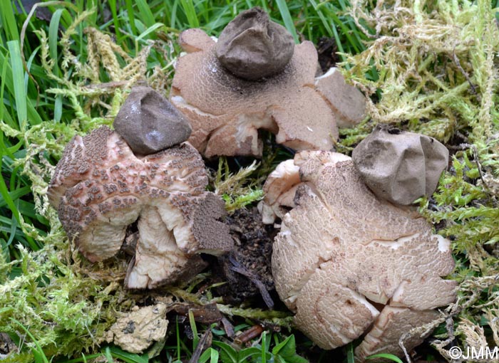 Geastrum rufescens