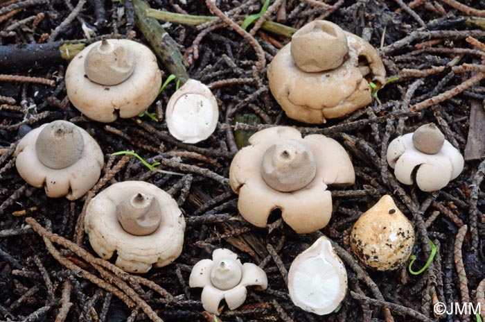 Geastrum saccatum