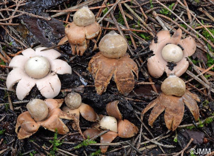 Geastrum saccatum