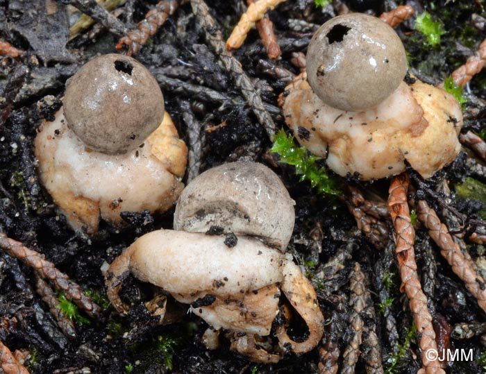 Geastrum saccatum f. parvulum