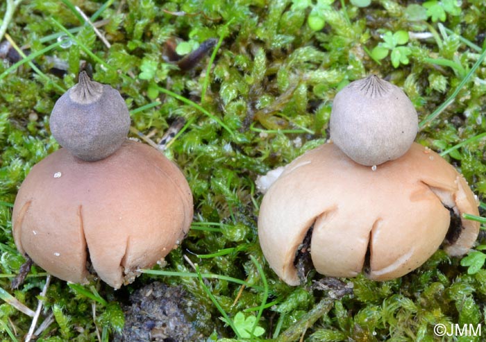 Geastrum schmidelii = Geastrum nanum