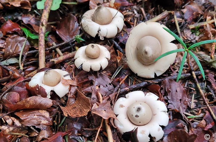 Geastrum sessile = Geastrum fimbriatum