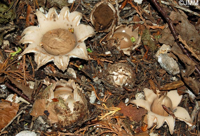 Geastrum sessile = Geastrum fimbriatum